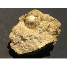 plž Helix